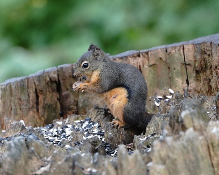 Douglas squirrel