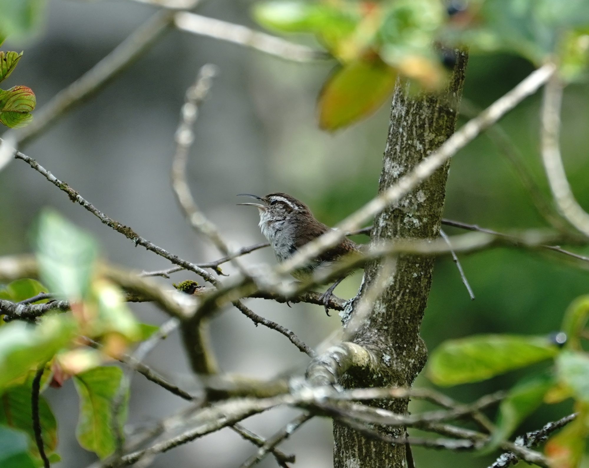 Bewick's Wren