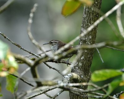 Bewick's Wren