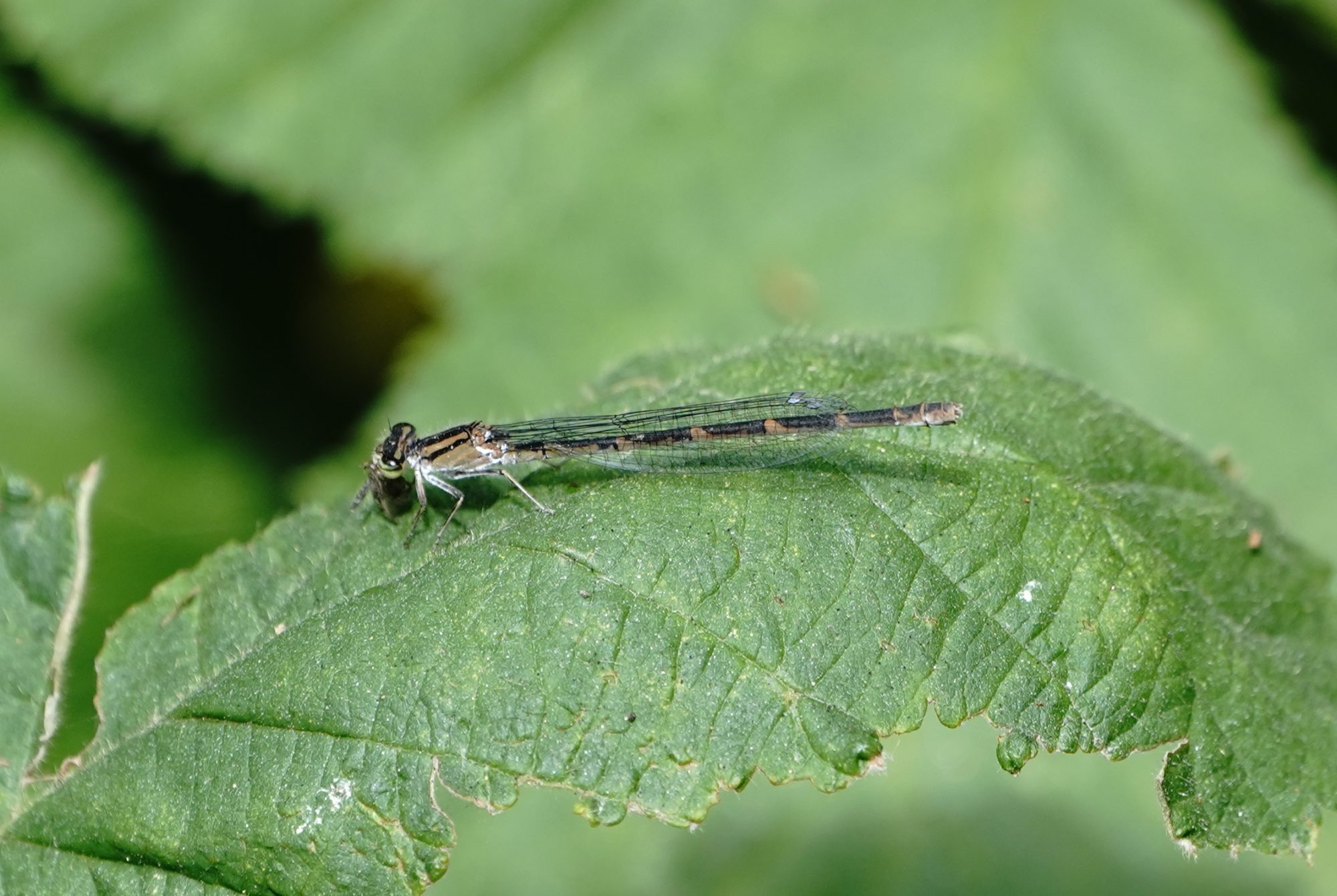 Damselfly