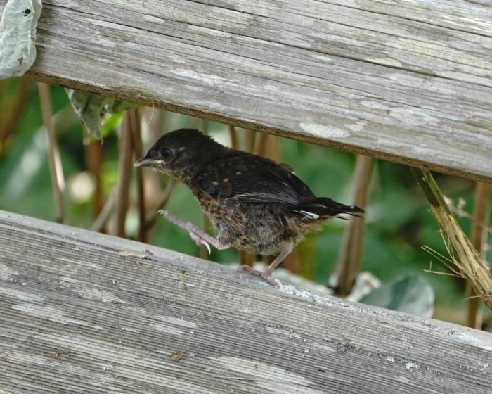 Spotted Towhee