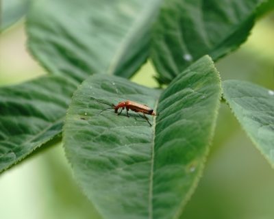 Red soldier beetle