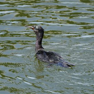 Pelagic Cormorant