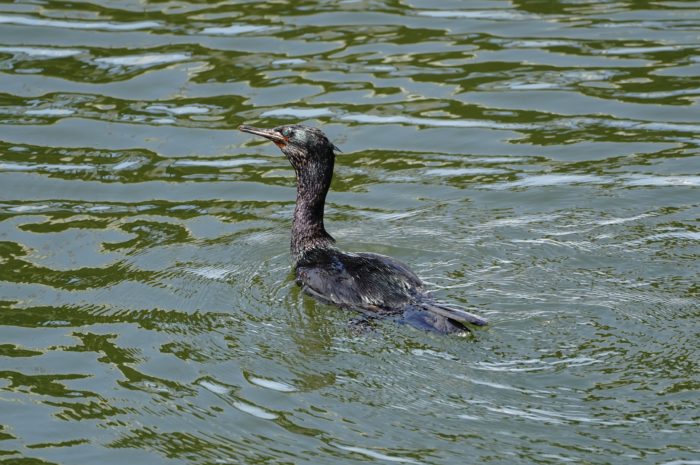 Pelagic Cormorant