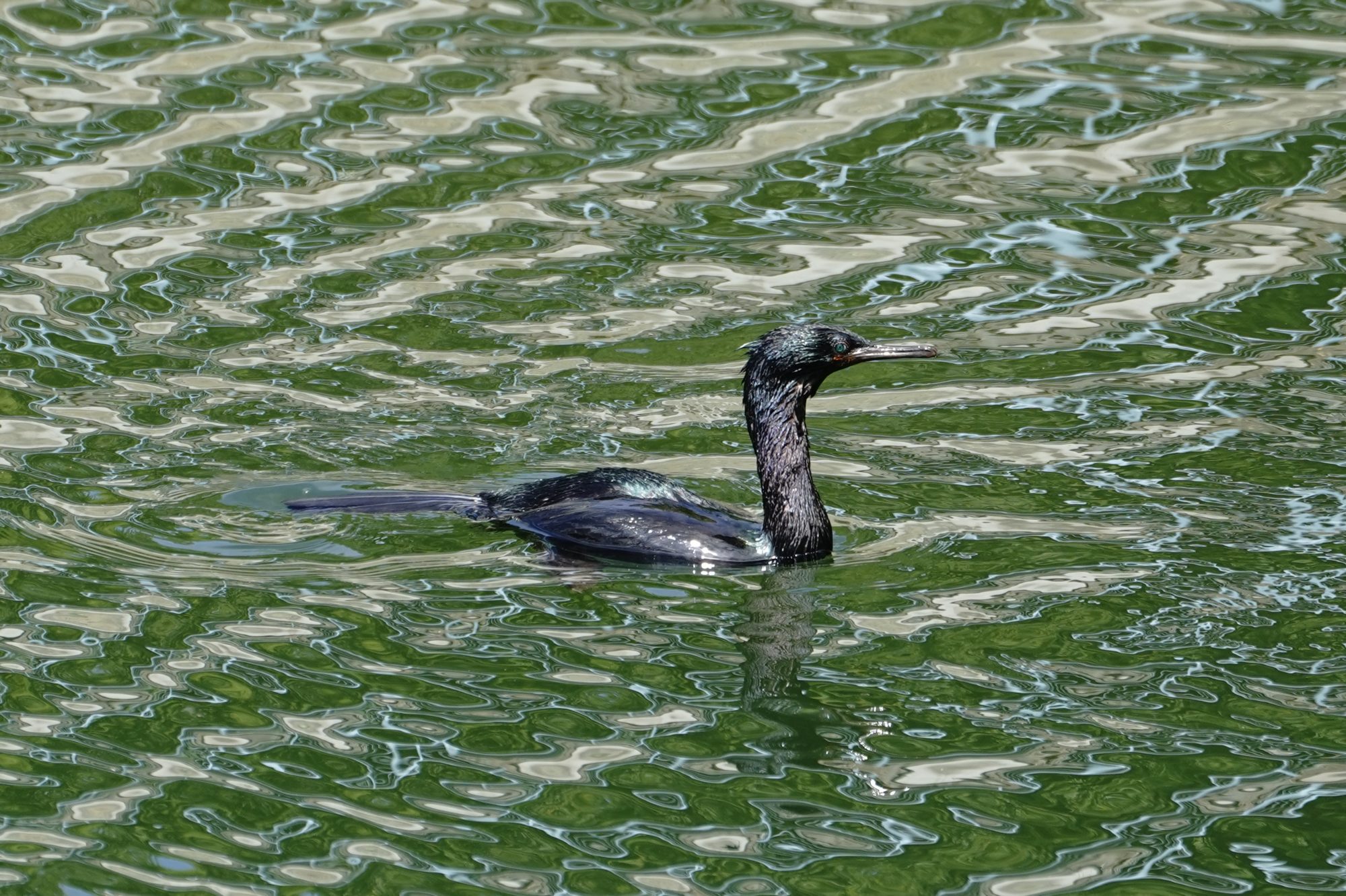 Pelagic Cormorant