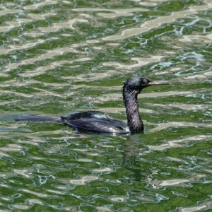 Pelagic Cormorant