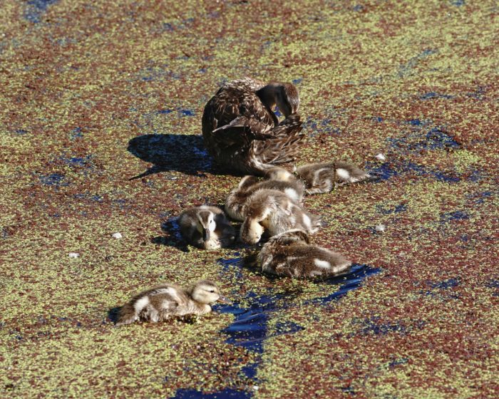 Gadwall female and ducklings