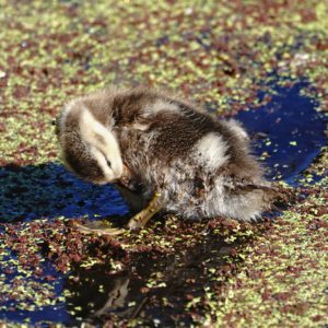 Gadwall duckling