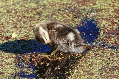 Gadwall duckling