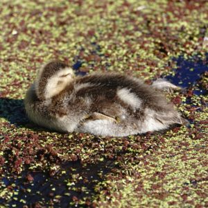 Gadwall duckling