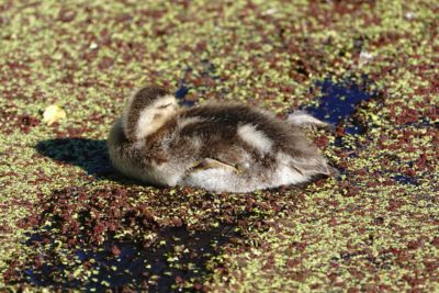 Gadwall duckling