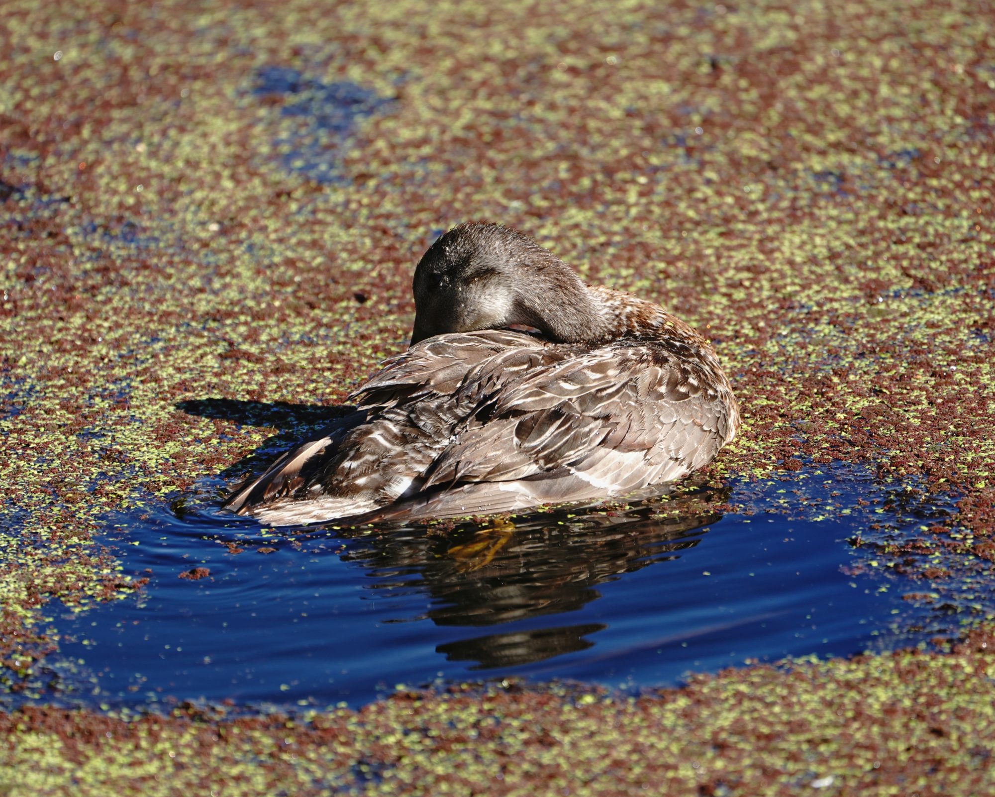 Gadwall female