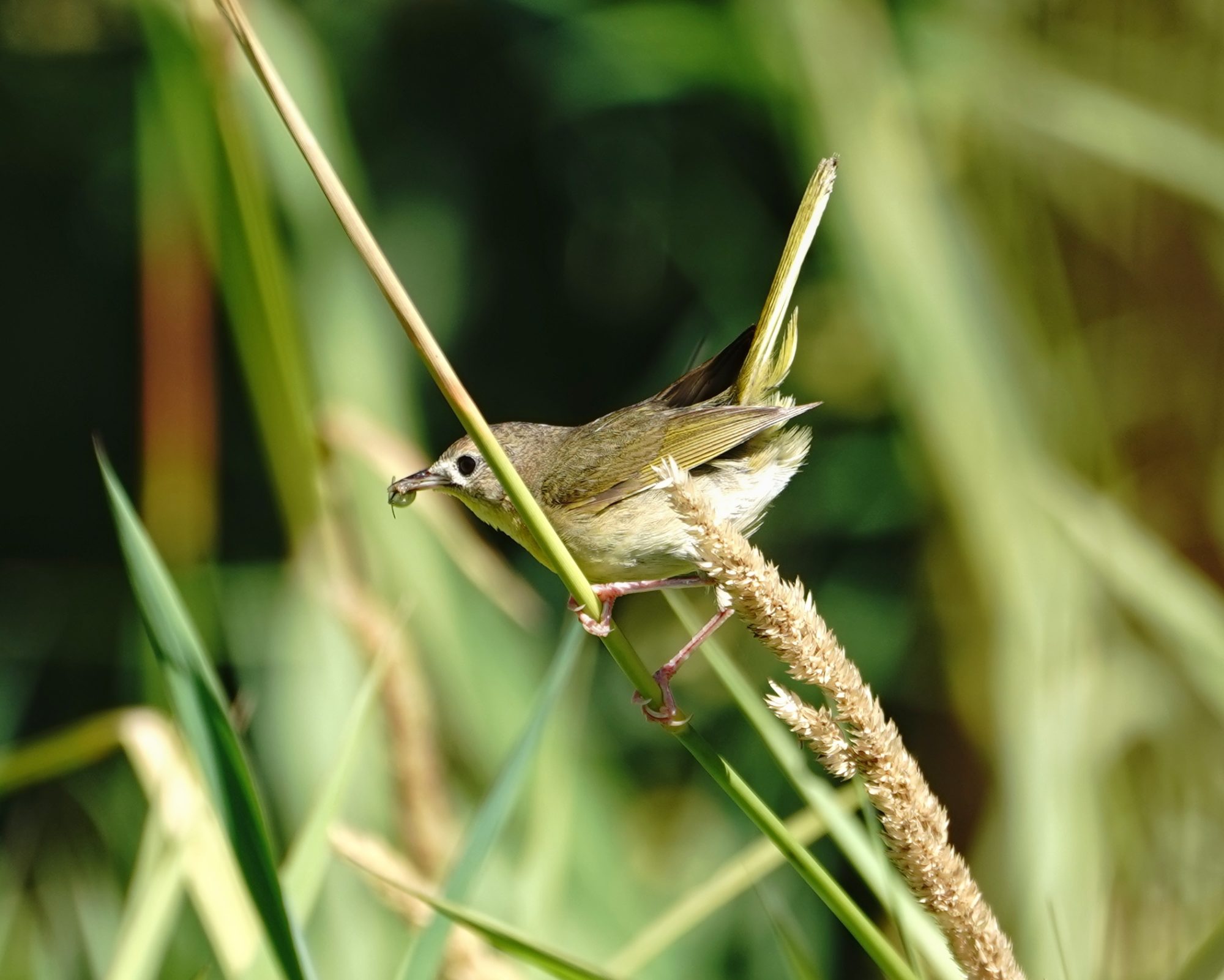 Common Yellowthroat female