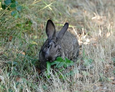 Bunny