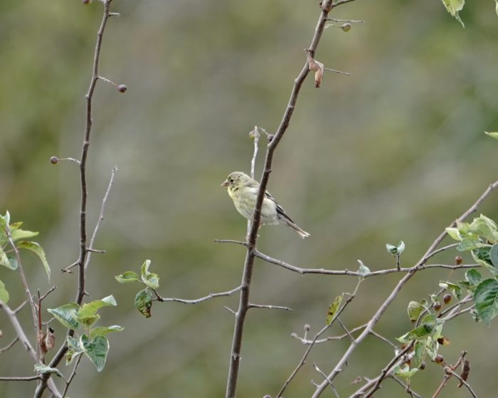 Female goldfinch