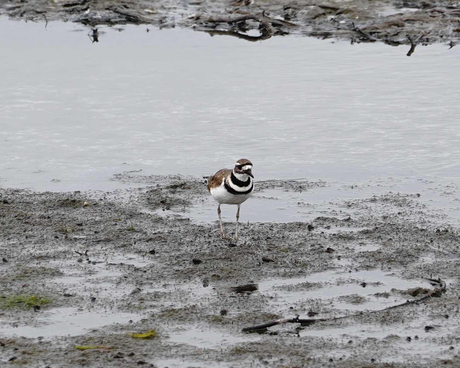 Killdeer