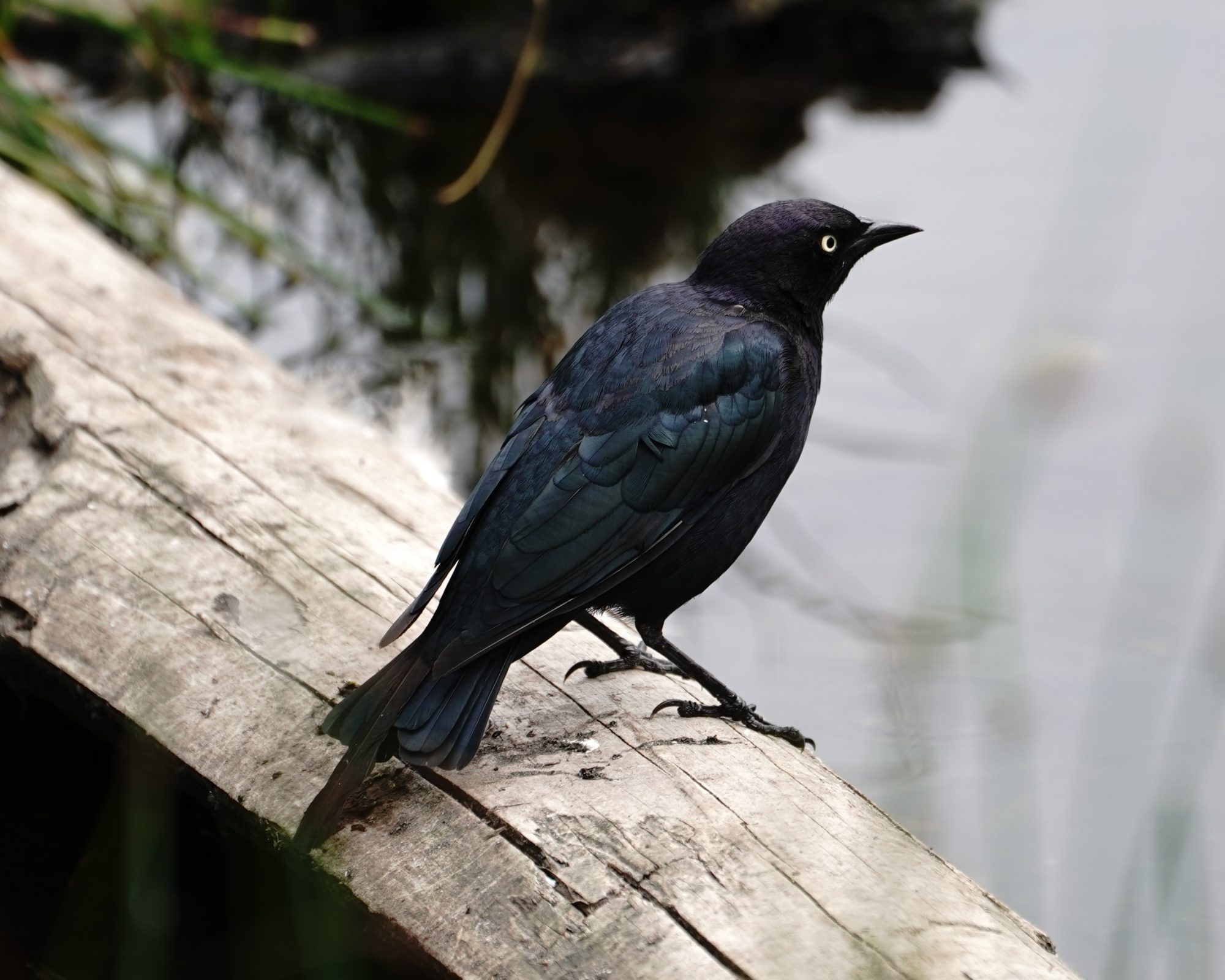 Brewer's Blackbird