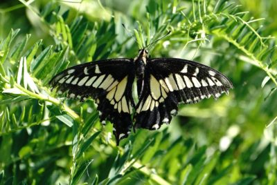 Tiger Swallowtail