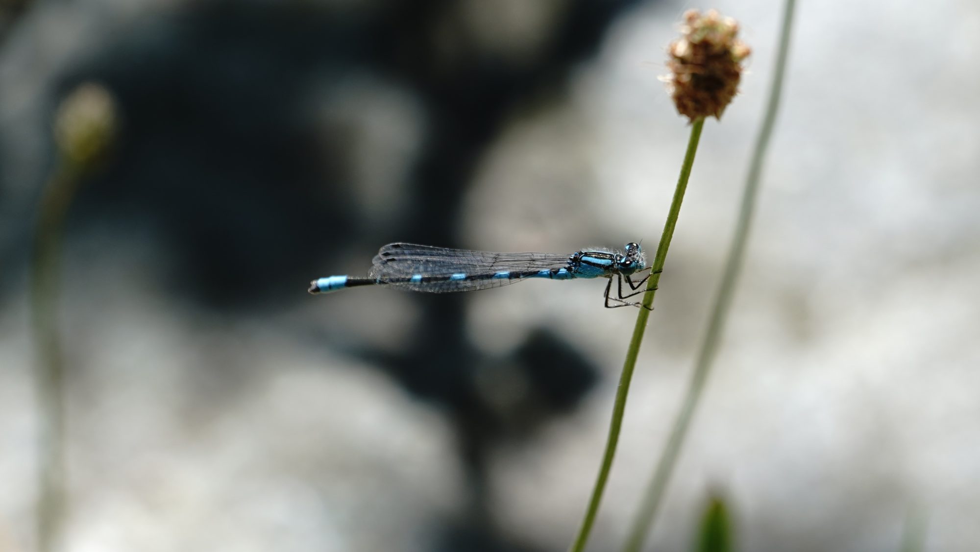 Damselfly