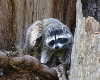 Racoon
