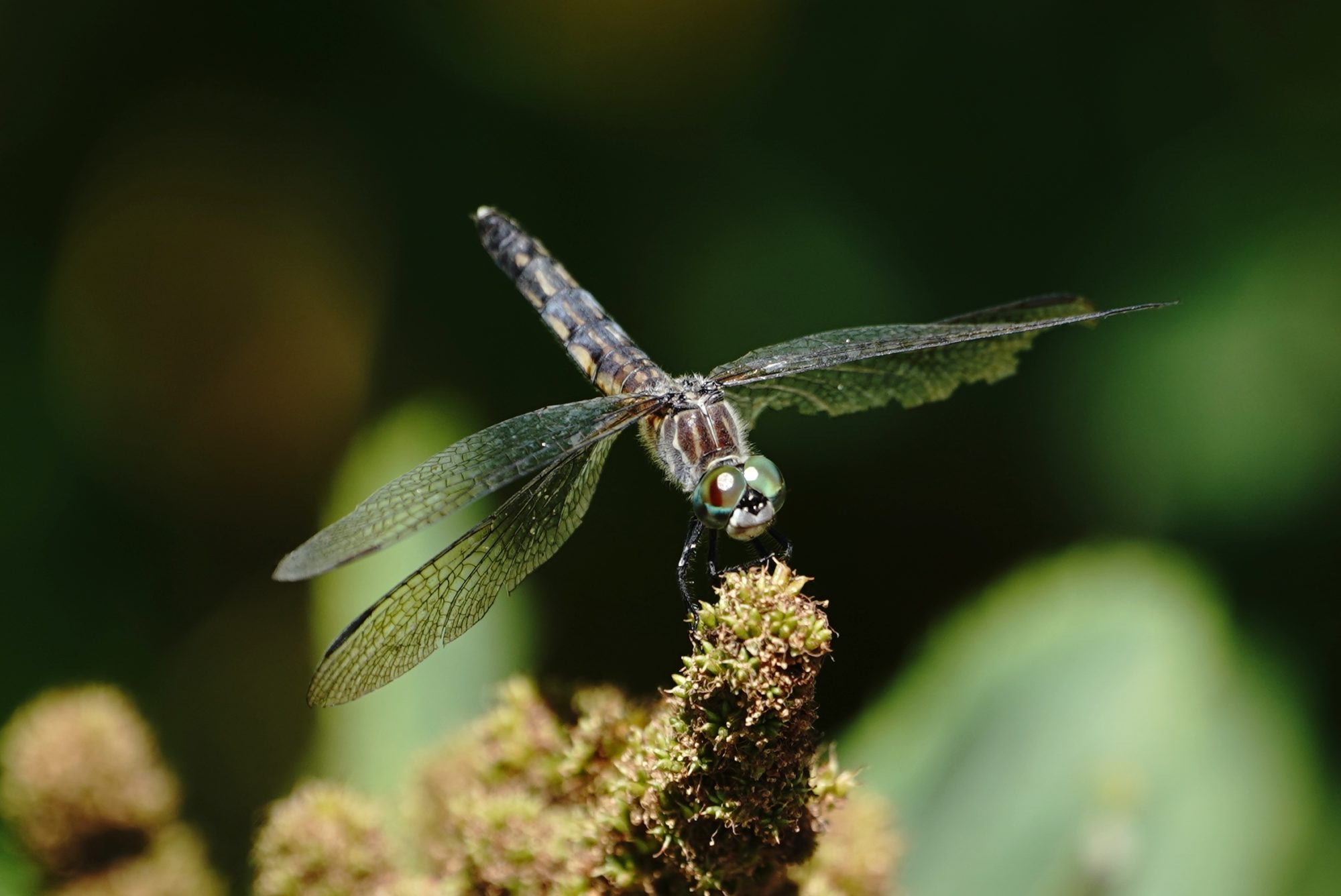 Dragonfly