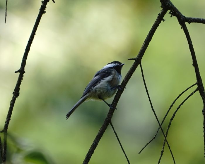 Black-capped Chickadee