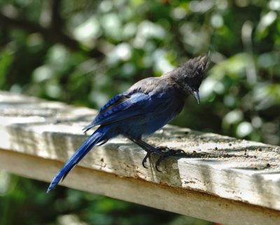 Steller's Jay