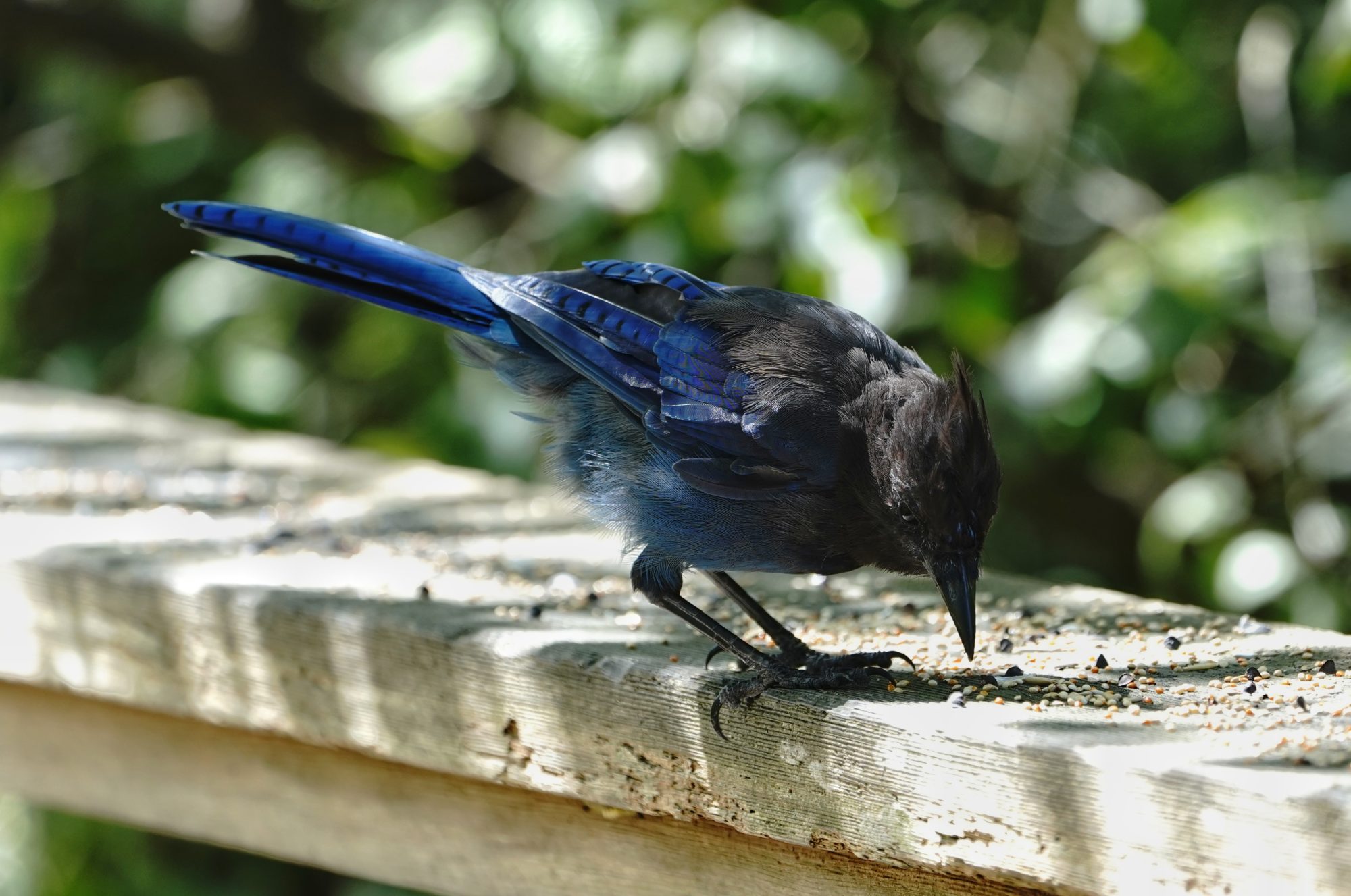 Steller's Jay