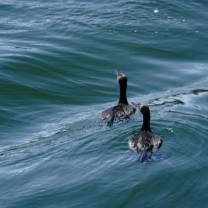 Two Pelagic Cormorants