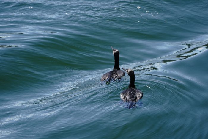 Two Pelagic Cormorants