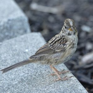 White-crowned Sparrow fledgling