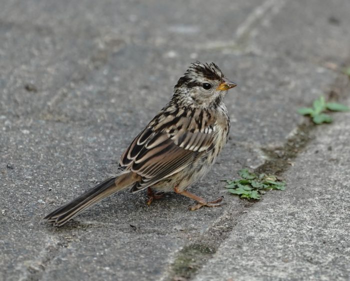 White-crowned Sparrow juvenile