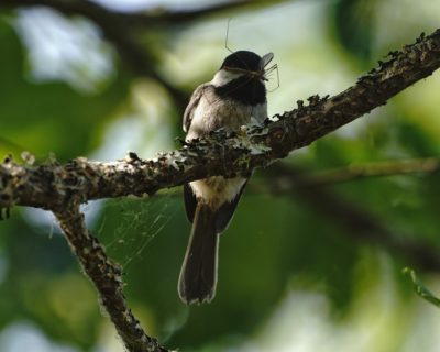 Chickadee with lunch
