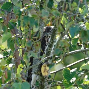 Cooper's Hawk
