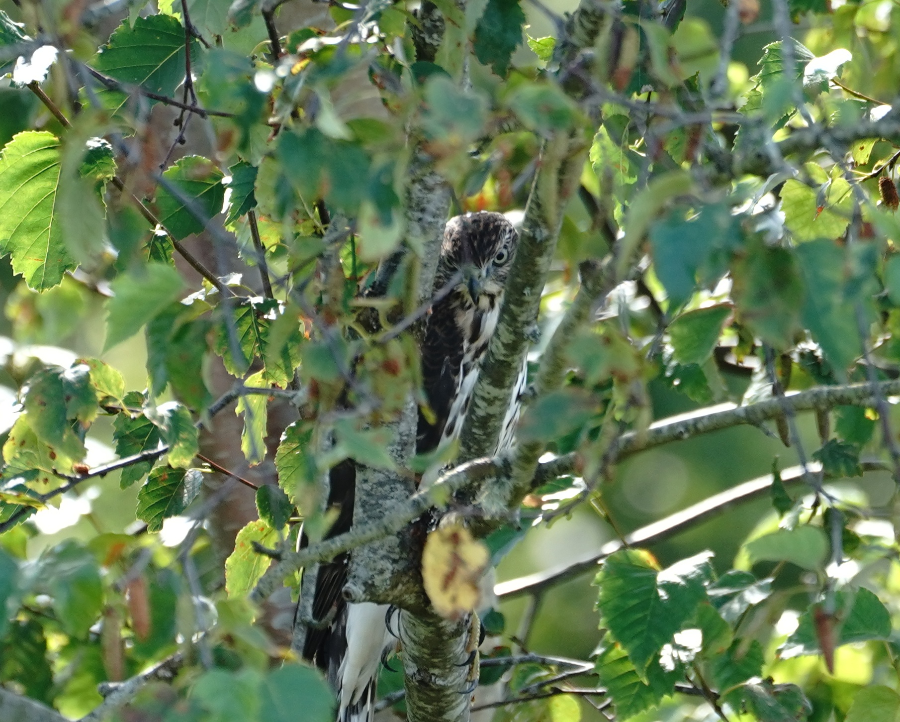 Cooper's Hawk