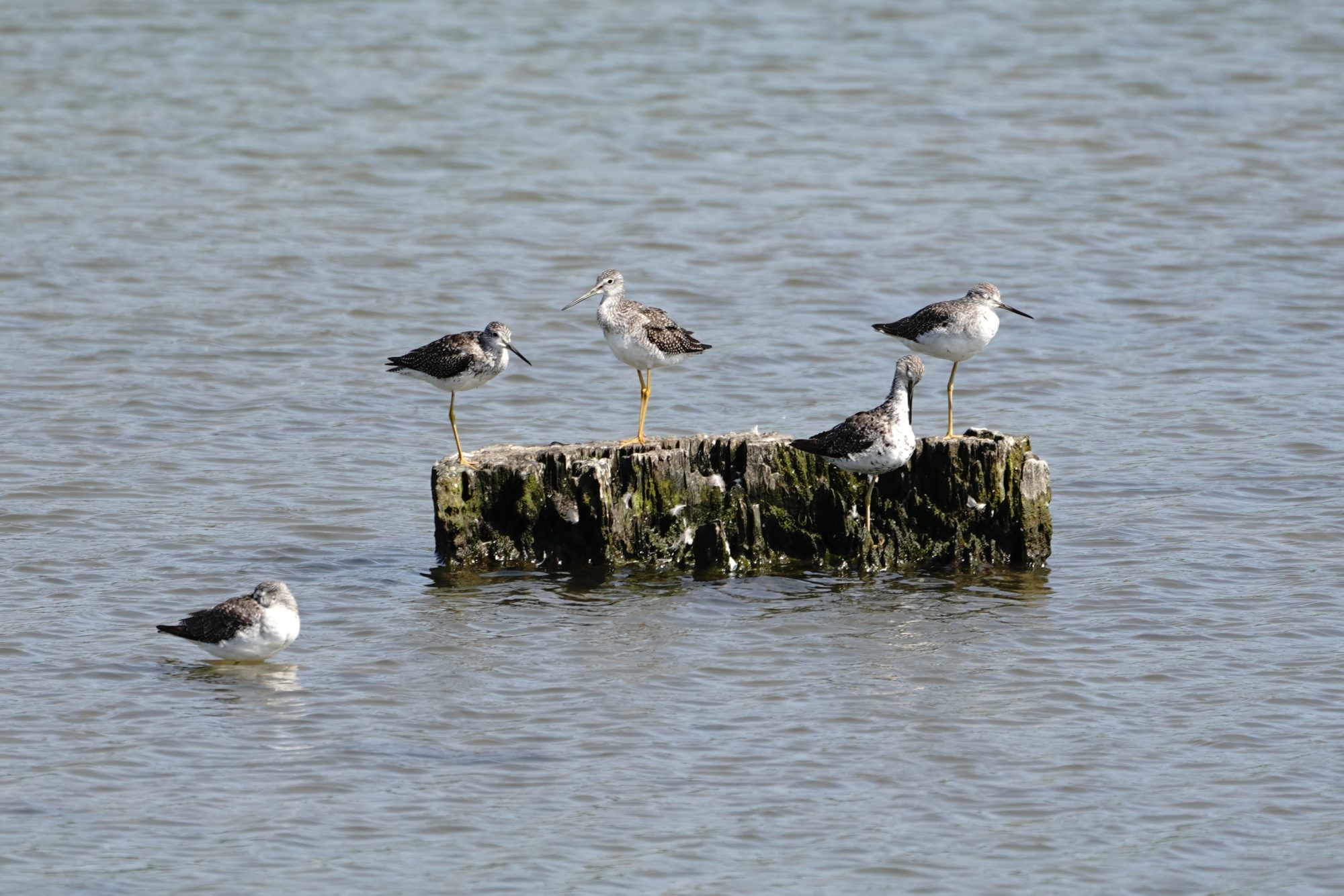Greater Yellowlegs