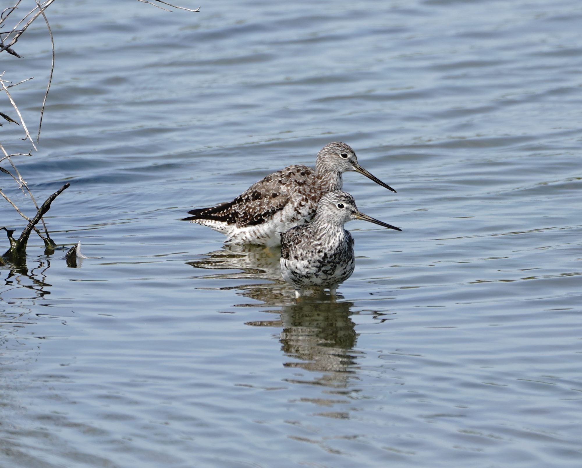 Greater Yellowlegs