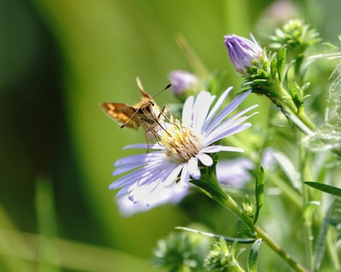 Woodland skipper moth