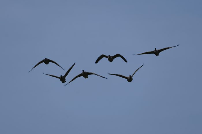 Canada Geese in flight