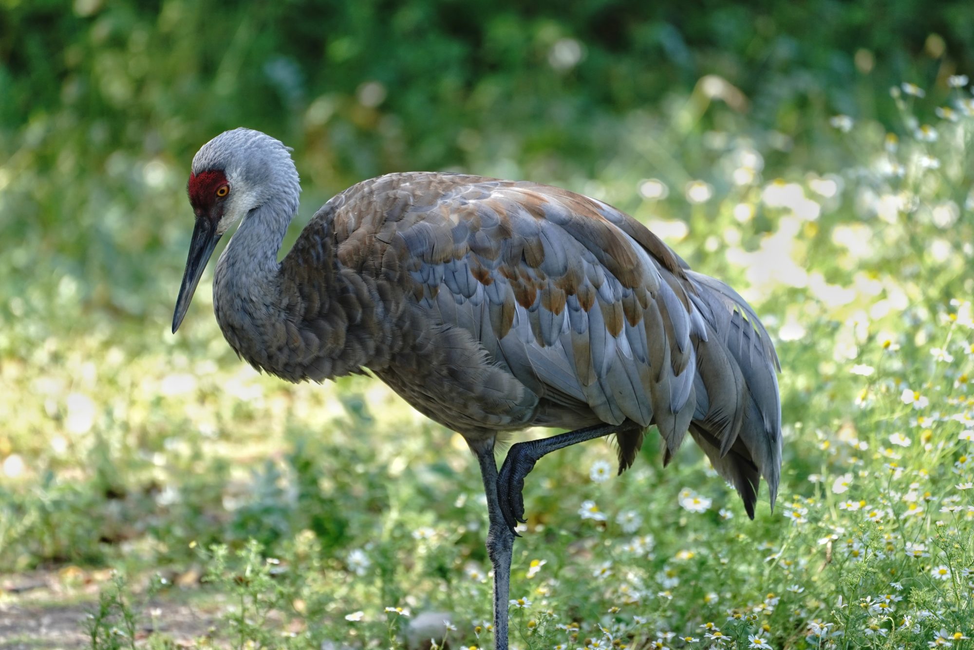 Sandhill Crane