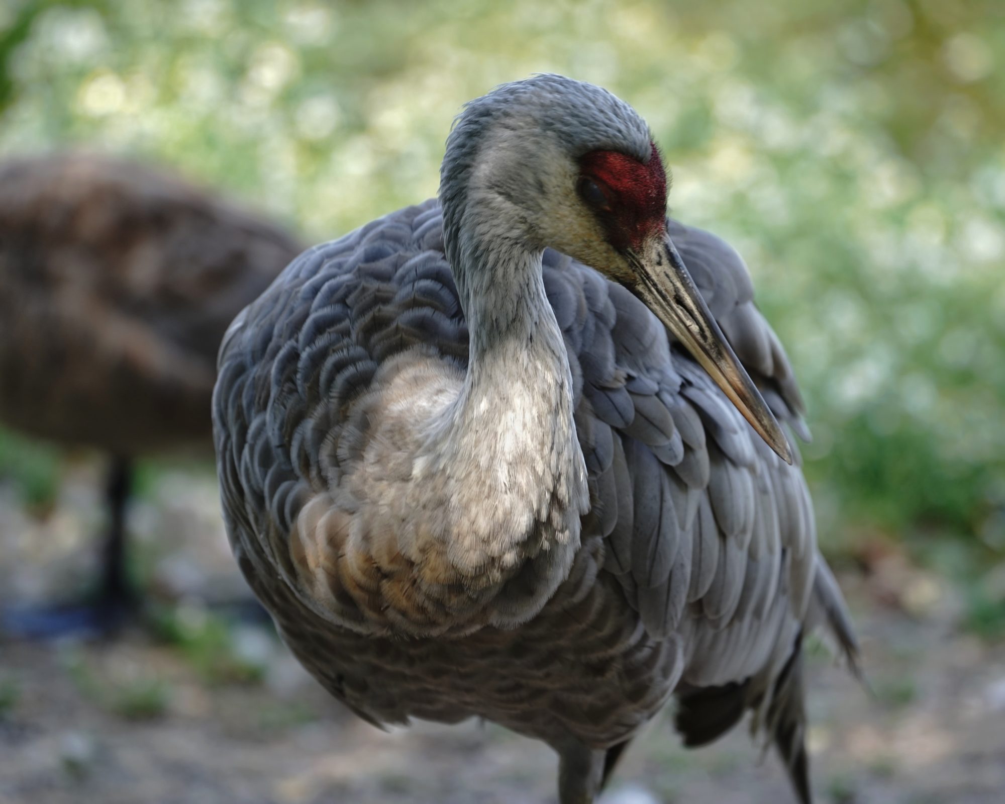 Sandhill Crane