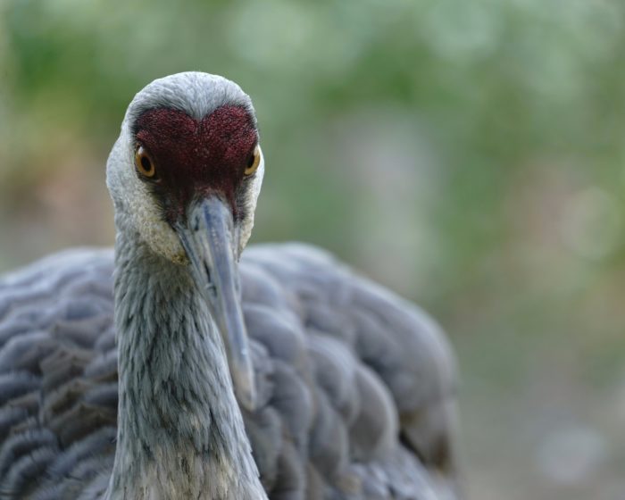 Sandhill Crane