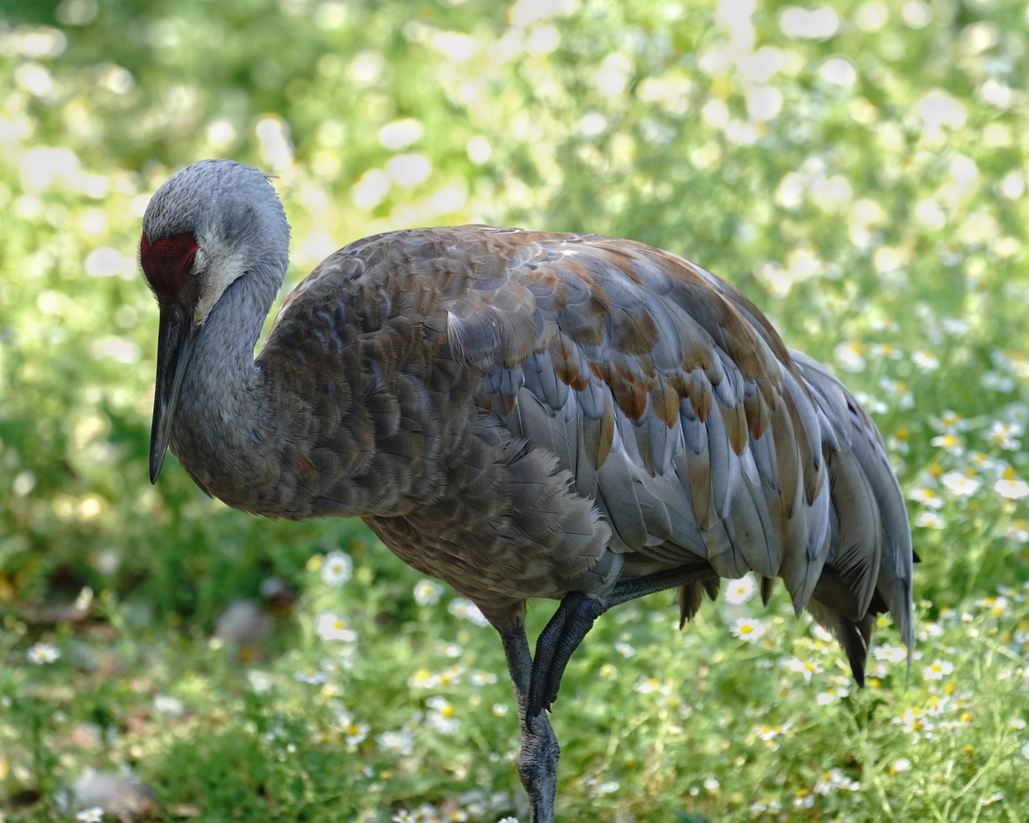 Sandhill Crane