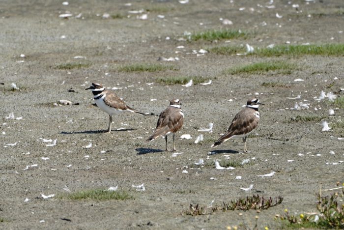Three killdeer