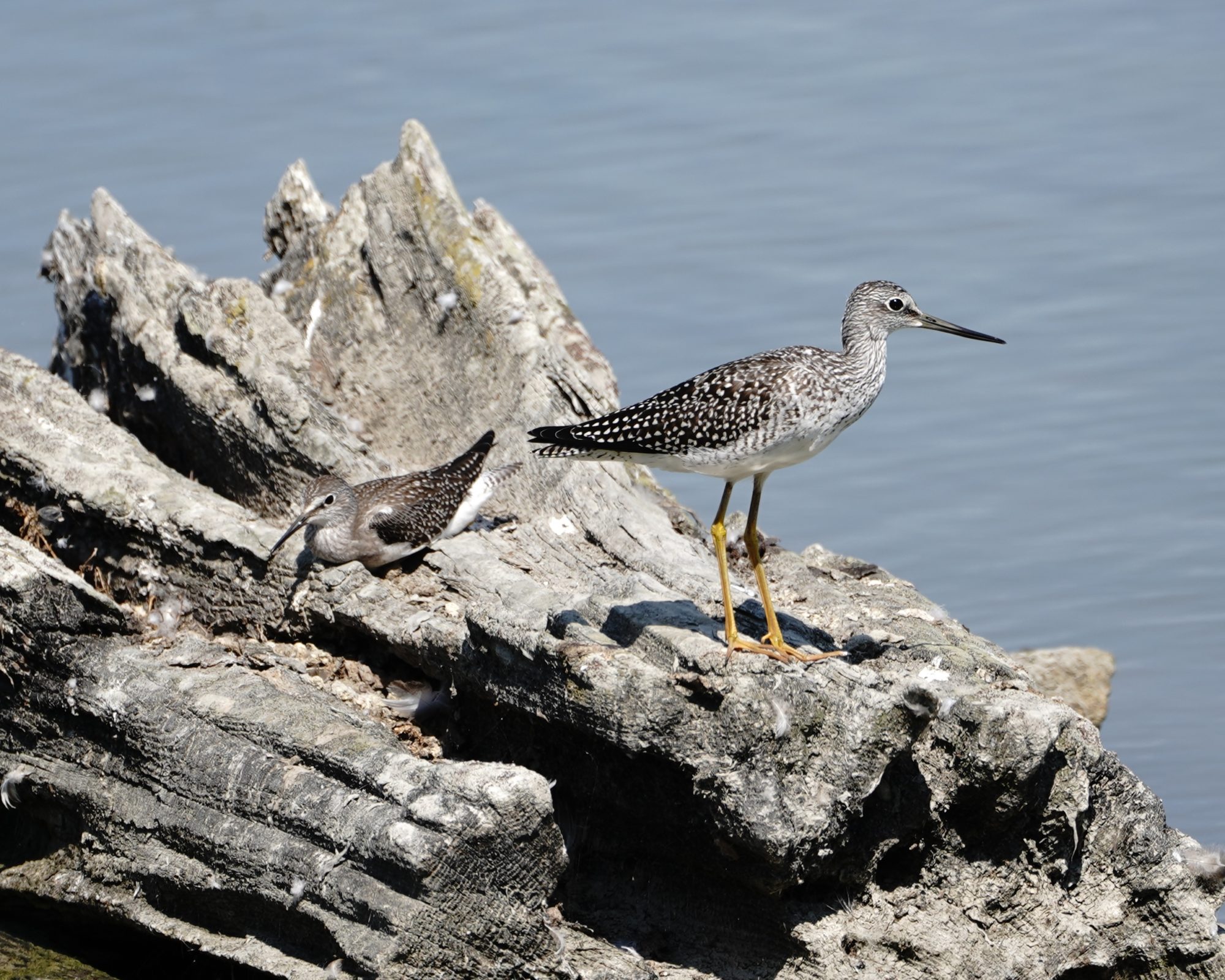 Greater Yellowlegs