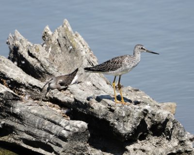 Greater Yellowlegs