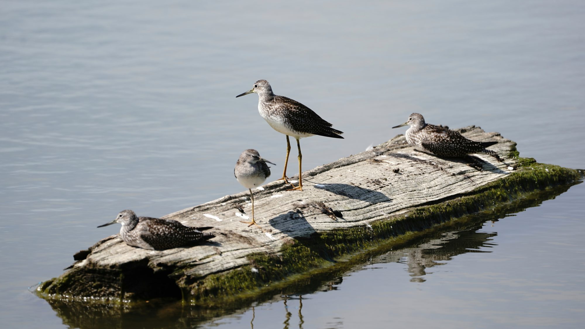 Greater Yellowlegs