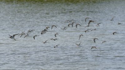 Greater Yellowlegs