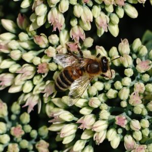 Honeybee on buds