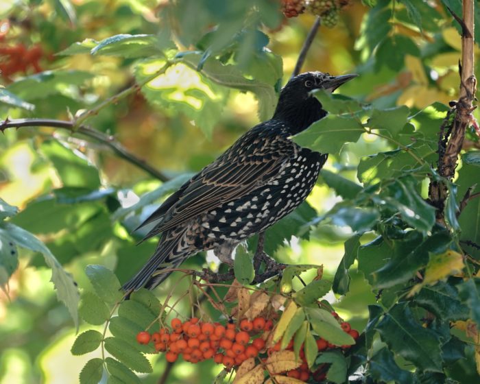 Starling